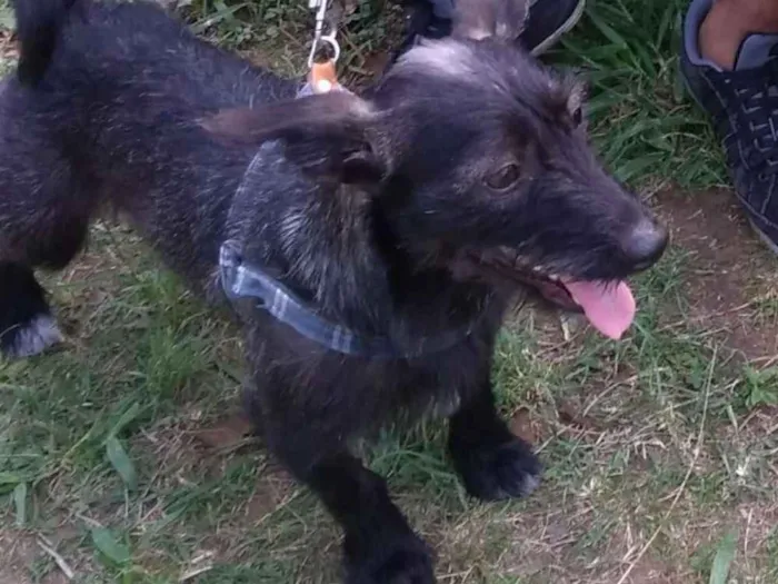 Cachorro ra a Vira Lata idade 1 ano nome Fliper