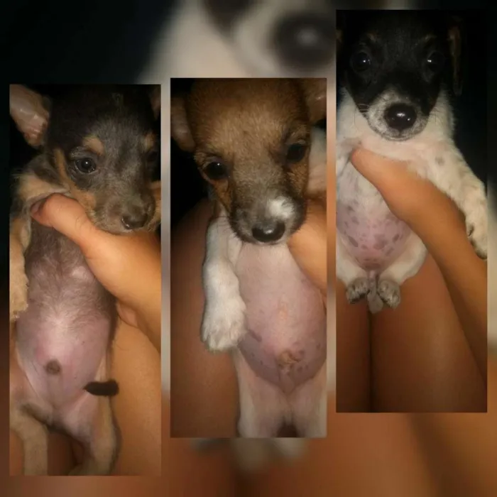Cachorro ra a Vl idade Abaixo de 2 meses nome Sem nome