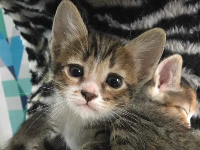 Gato ra a SRD idade Abaixo de 2 meses nome QUERIS