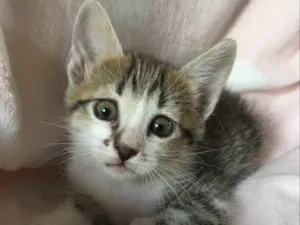 Gato raça SRD idade Abaixo de 2 meses nome CHÈRIE