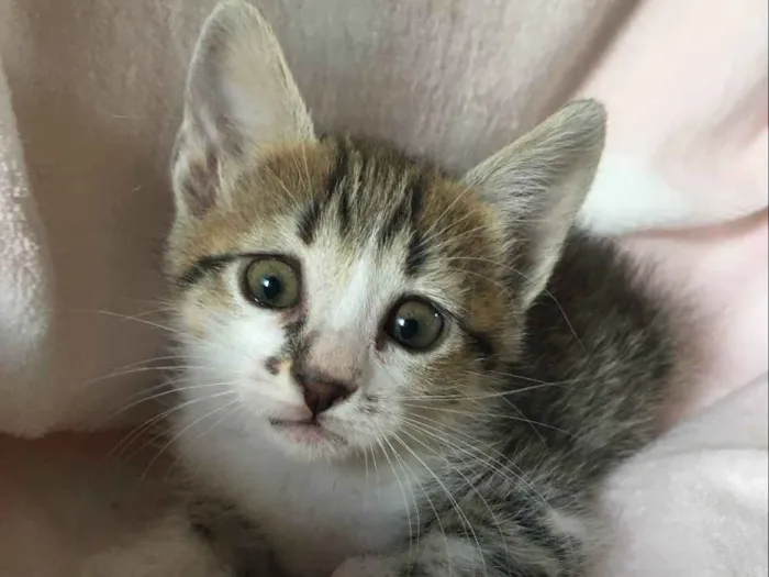 Gato ra a SRD idade Abaixo de 2 meses nome CHÈRIE