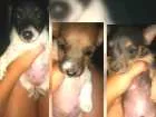 Cachorro raça Vl idade Abaixo de 2 meses nome Sem nome
