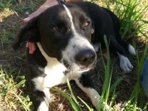 Cachorro raça Sem raça definida idade 2 anos nome Não sabemos