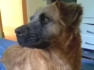 Cachorro raça Mestiça com chow chow idade 2 anos nome savanah