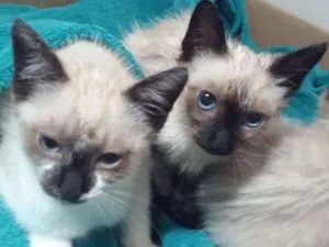 Gato raça SRD idade 2 a 6 meses nome Sem nome