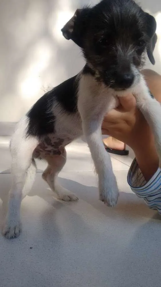 Cachorro ra a Vira-lata idade 2 a 6 meses nome Pity