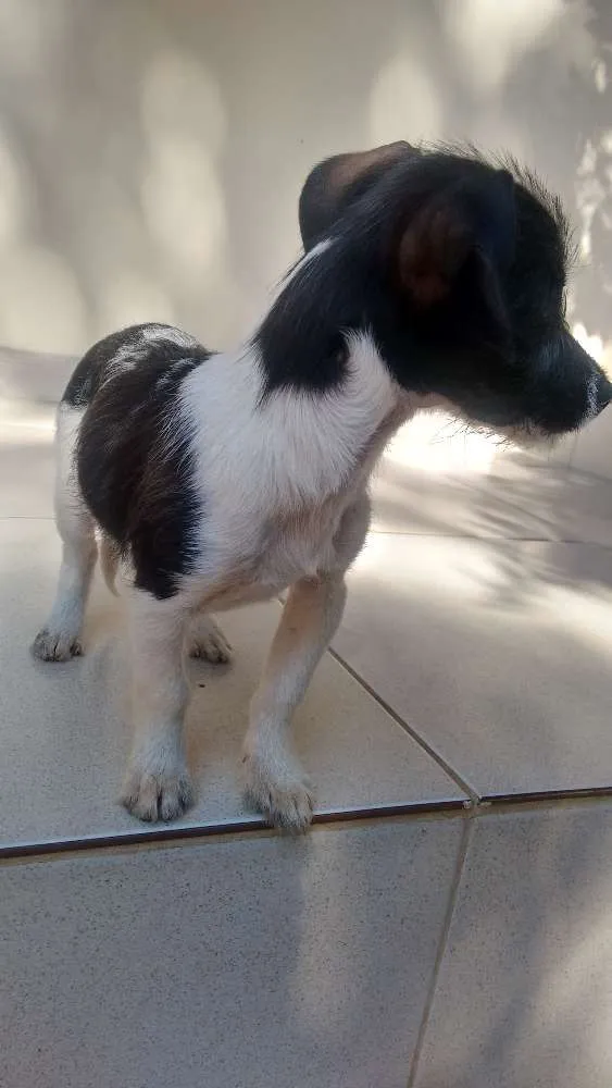 Cachorro ra a Vira-lata idade 2 a 6 meses nome Pity