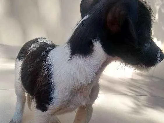 Cachorro ra a Vira-lata idade 2 a 6 meses nome Pity