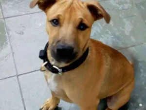 Cachorro raça Srd idade 2 a 6 meses nome Boomer