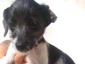 Cachorro raça Vira-lata idade 2 a 6 meses nome Pity