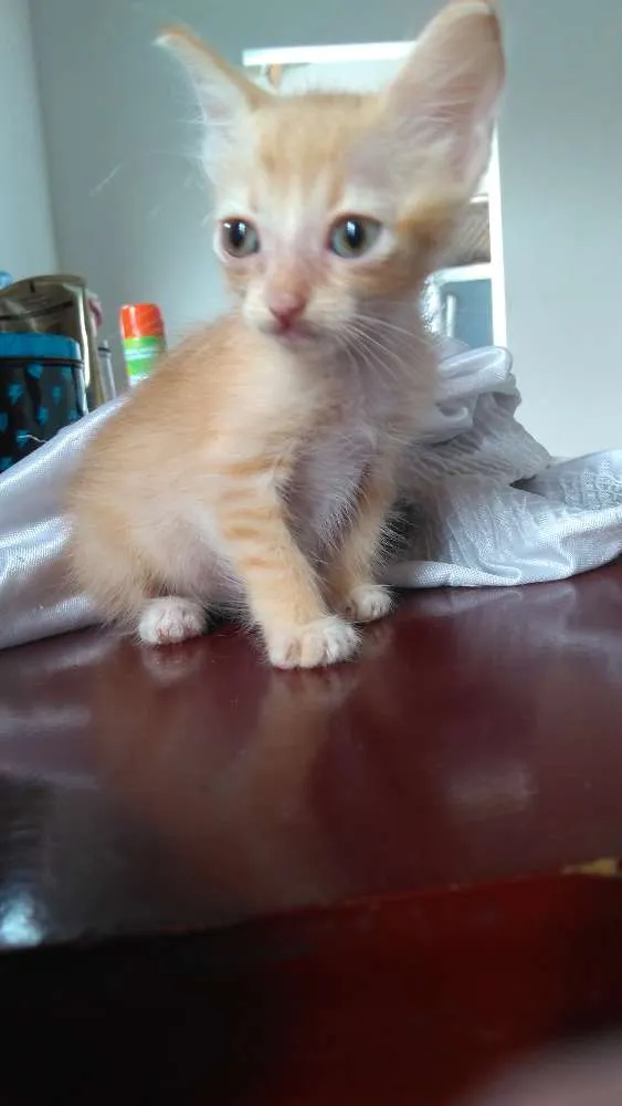 Gato raça  idade 2 a 6 meses nome Jonny e Jimmy 