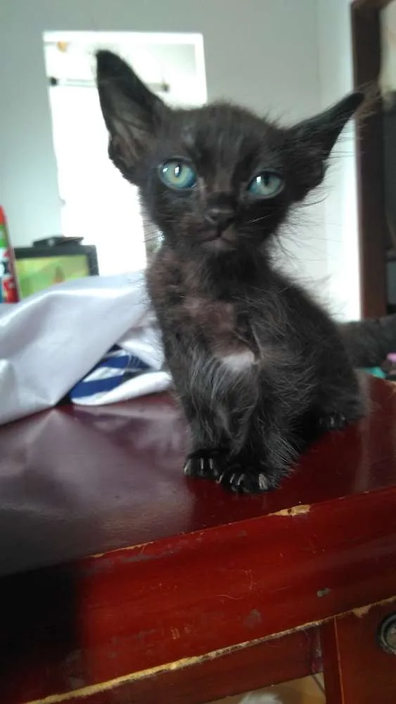 Gato raça  idade 2 a 6 meses nome Jonny e Jimmy 
