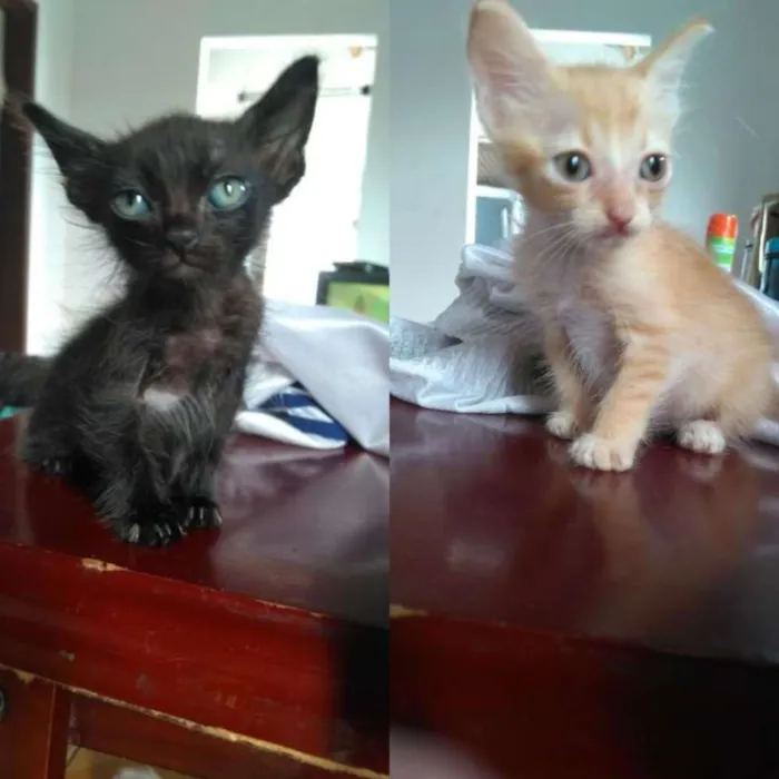 Gato raça  idade 2 a 6 meses nome Jonny e Jimmy 