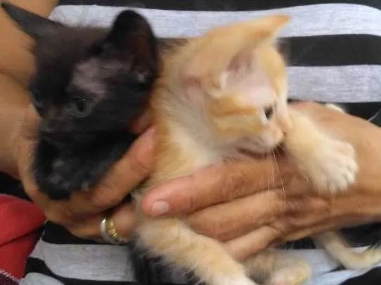 Gato raça  idade 2 a 6 meses nome Jonny e Jimmy 