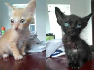 Gato raça  idade 2 a 6 meses nome Jonny e Jimmy 