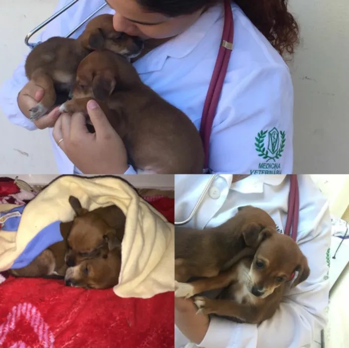 Cachorro ra a Srd idade Abaixo de 2 meses nome Diana e Clark