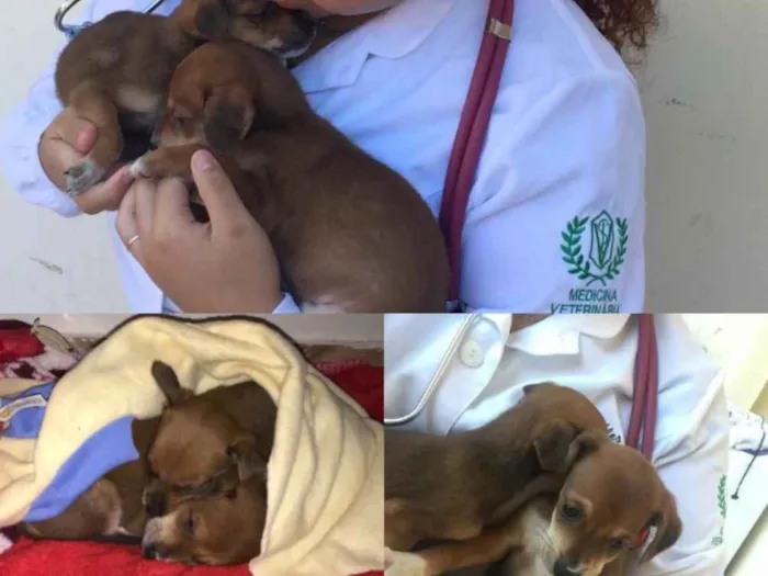 Cachorro ra a Srd idade Abaixo de 2 meses nome Diana e Clark
