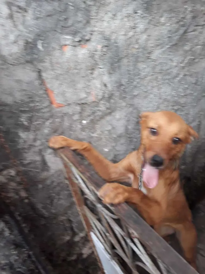 Cachorro raça Vira-lata idade 2 a 6 meses nome Brisa