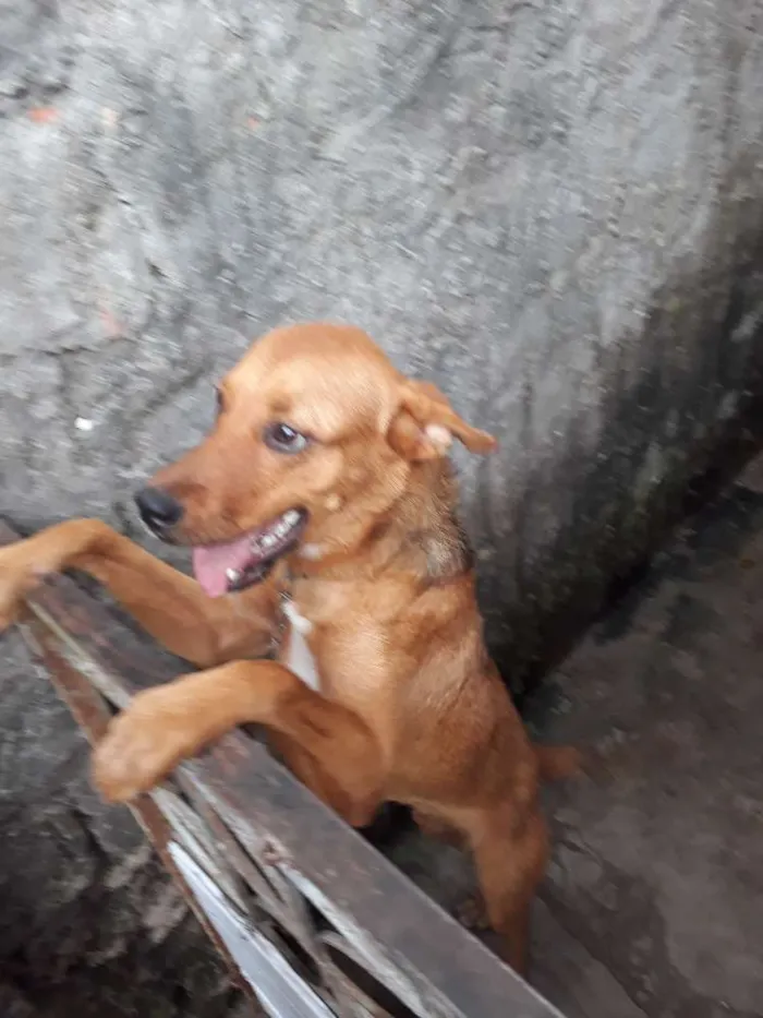 Cachorro raça Vira-lata idade 2 a 6 meses nome Brisa