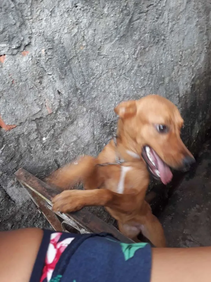 Cachorro raça Vira-lata idade 2 a 6 meses nome Brisa