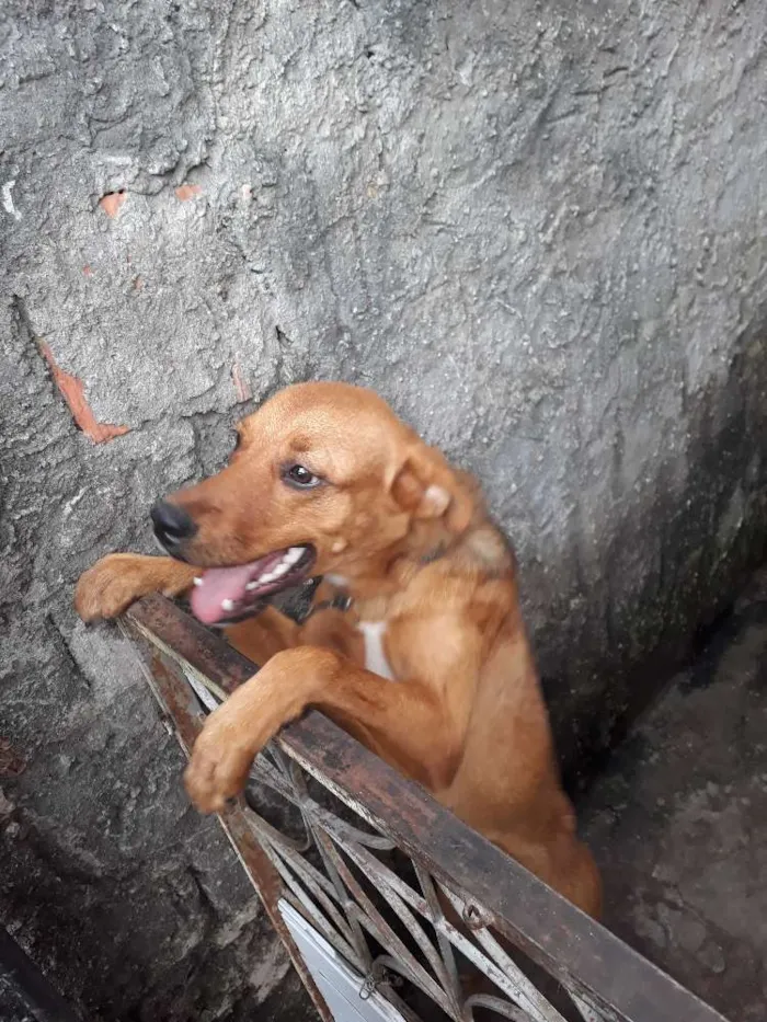 Cachorro raça Vira-lata idade 2 a 6 meses nome Brisa