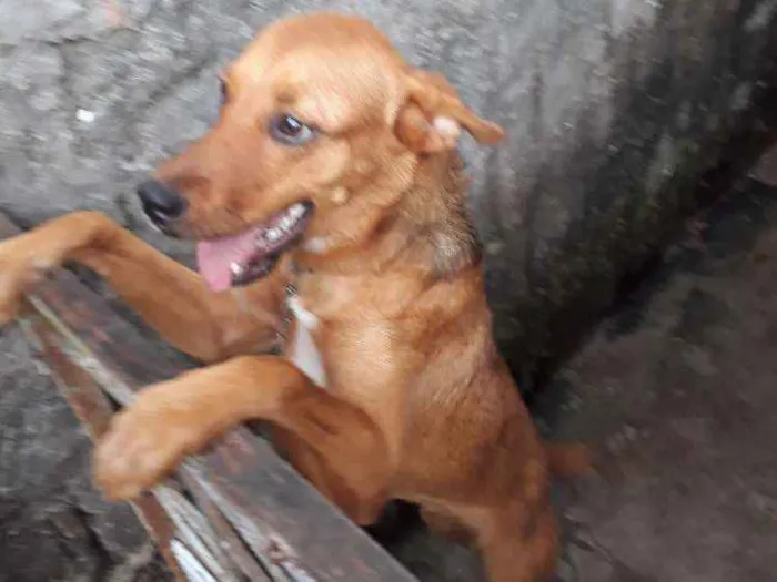 Cachorro raça Vira-lata idade 2 a 6 meses nome Brisa