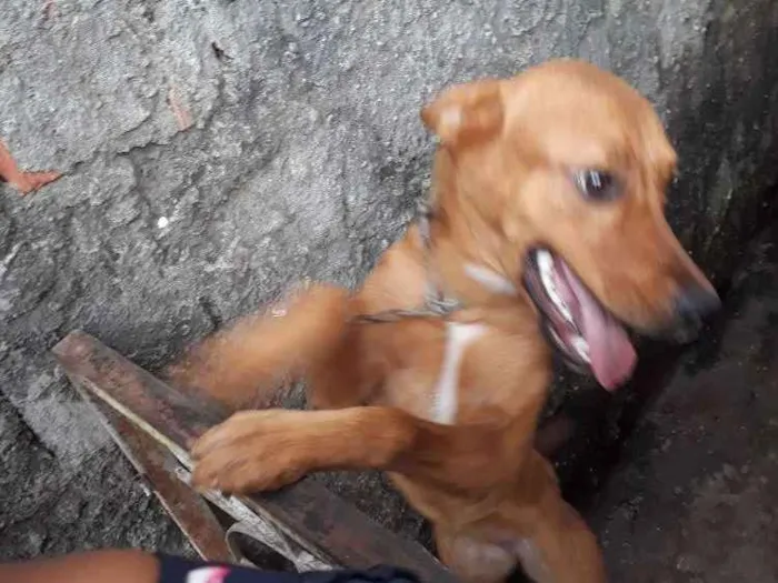 Cachorro raça Vira-lata idade 2 a 6 meses nome Brisa