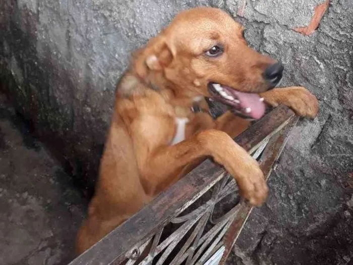 Cachorro raça Vira-lata idade 2 a 6 meses nome Brisa
