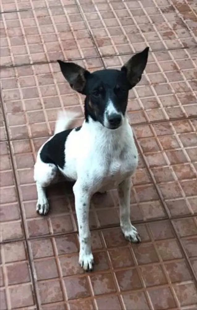 Cachorro ra a Vira lata idade 2 a 6 meses nome Magrinha