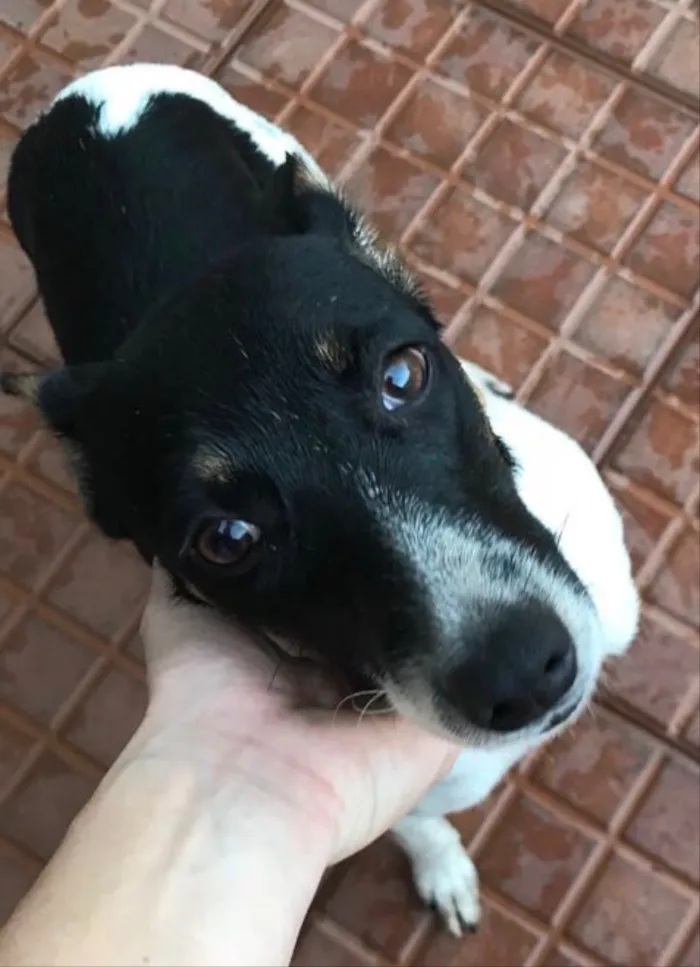 Cachorro ra a Vira lata idade 2 a 6 meses nome Magrinha