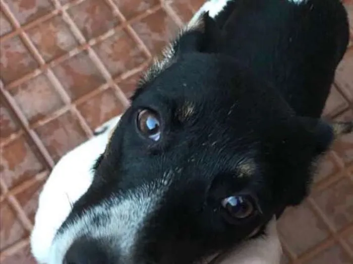 Cachorro ra a Vira lata idade 2 a 6 meses nome Magrinha