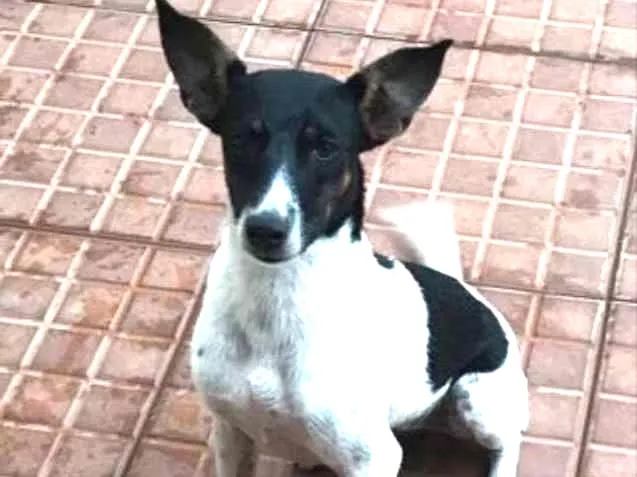 Cachorro ra a Vira lata idade 2 a 6 meses nome Magrinha