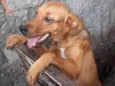 Brisa