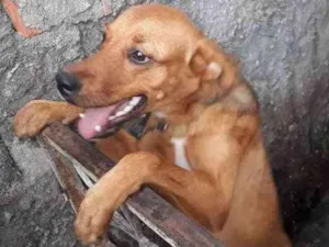 Cachorro raça Vira-lata idade 2 a 6 meses nome Brisa