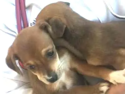 Cachorro ra a Srd idade Abaixo de 2 meses nome Diana e Clark