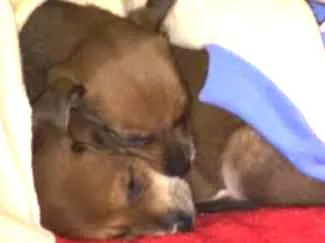 Cachorro ra a Srd idade Abaixo de 2 meses nome Diana e Clark