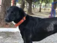 Faisca 