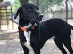 Cachorro raça Srd idade 4 anos nome Faisca 