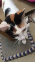 Gigi