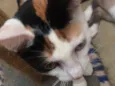 Gigi
