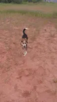 Kyara