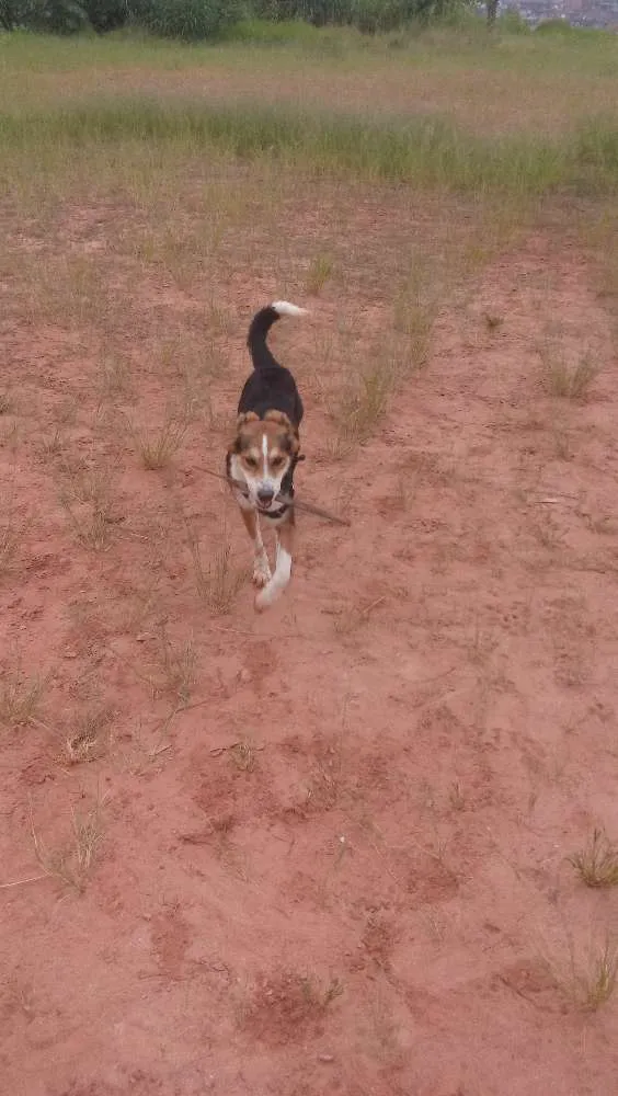 Cachorro ra a Mix de Border collie com SRD idade 7 a 11 meses nome Kyara