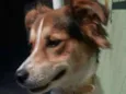Kyara