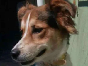 Cachorro raça Mix de Border collie com SRD idade 7 a 11 meses nome Kyara