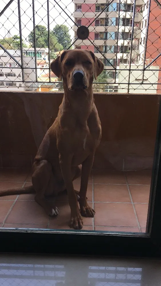 Cachorro ra a Vira-Lata idade 1 ano nome Fox