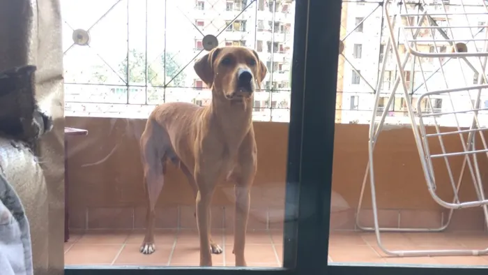 Cachorro ra a Vira-Lata idade 1 ano nome Fox