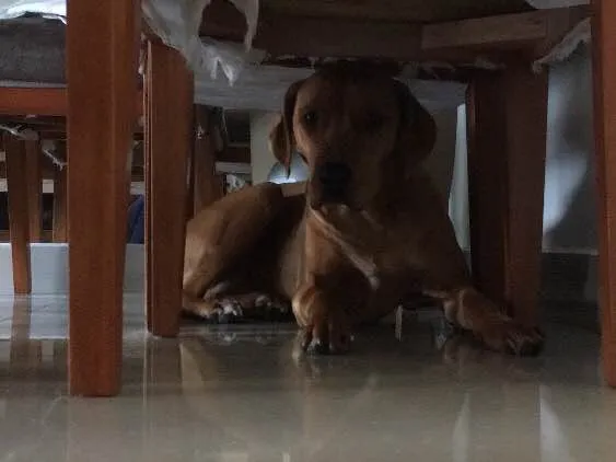 Cachorro ra a Vira-Lata idade 1 ano nome Fox