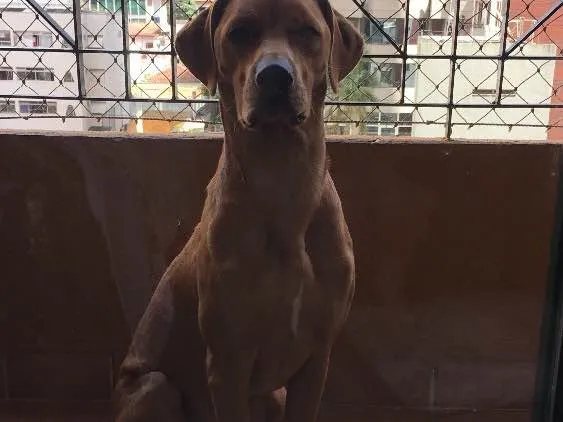 Cachorro ra a Vira-Lata idade 1 ano nome Fox