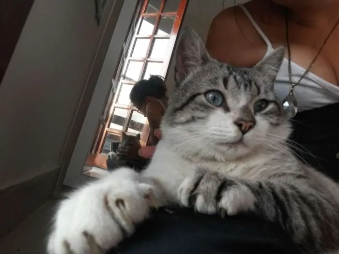 Gato ra a SRD idade 4 anos nome Derik