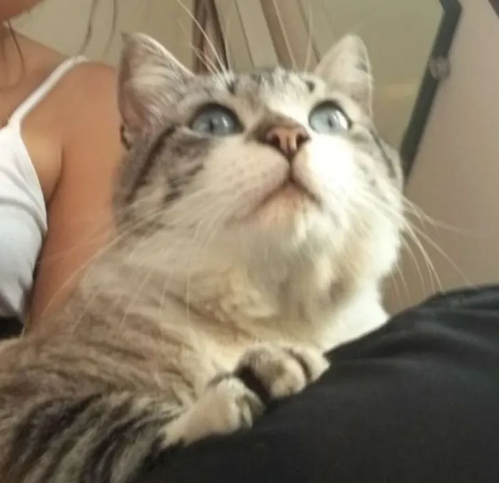 Gato ra a SRD idade 4 anos nome Derik
